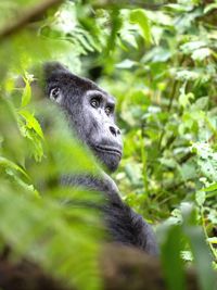 Portrait of monkey in a forest