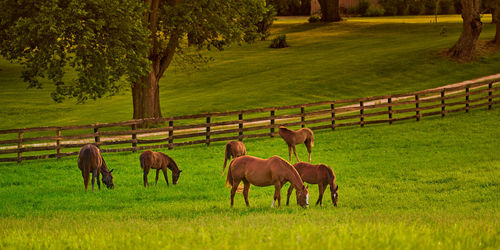 Horses gazing in a field at sunset.