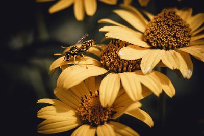 Close-up of wasp on yellow flower