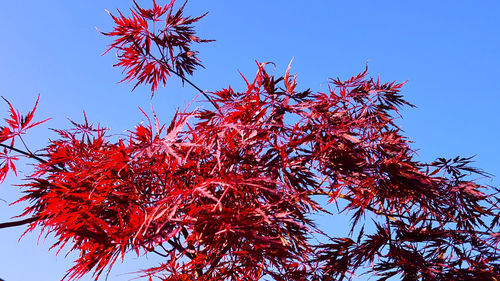 Low angle view of autumnal tree against clear blue sky