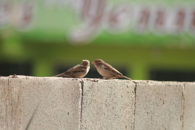 Close-up of bird perching on retaining wall