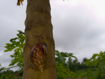 Close-up of hand holding tree trunk against sky