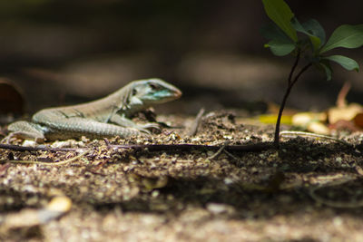 Close-up of lizard on land