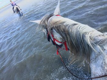 High angle view of horse walking in sea