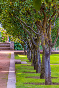 Trees growing in park