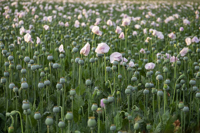 High angle view of white flowering plants on field