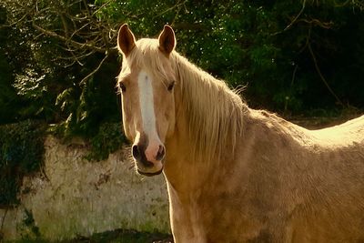 Horse standing in a field