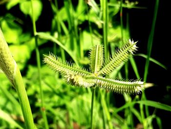 Close-up of fresh green plant