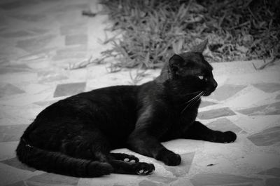 Close-up of black cat sitting on floor