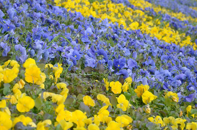 Close-up of yellow flowers on field