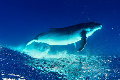 A humpback whale in the ocean near tonga.