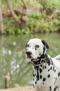 Close-up of dog