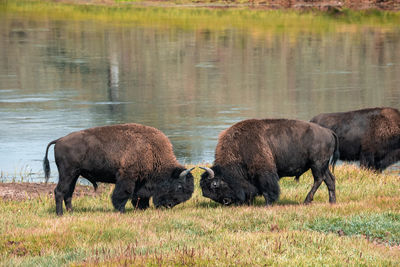 A herd of bison moves quickly along the firehole river in yellowstone national park