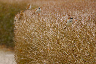 Bird perching on a field