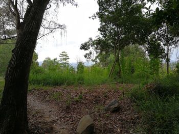 Trees in forest