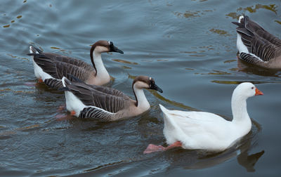 Ducks swimming in lake