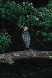 Bird perching on a tree