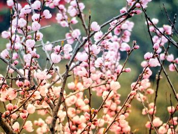 Close-up of pink cherry blossoms in spring