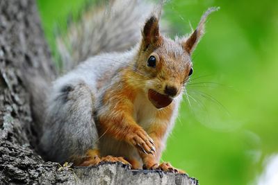 Close-up of squirrel