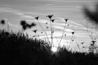 Close-up of flowering plants on field against sky