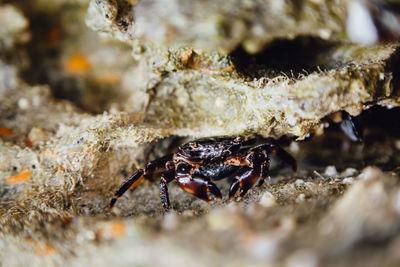 Close-up of insect on rock