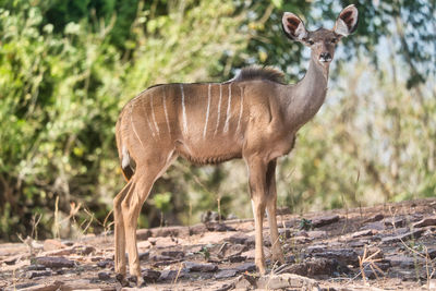 Antelope in chobe safari park, zimbabwe, africa