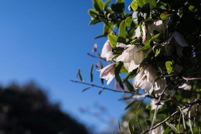 Low angle view of flowering plant against clear blue sky