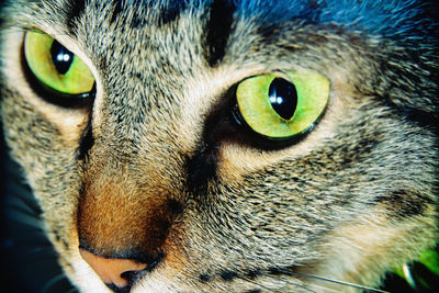 Close-up portrait of a tabby cat