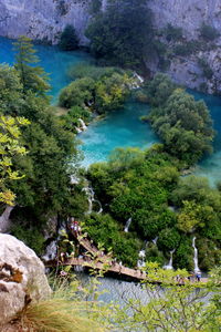 Trees growing in water