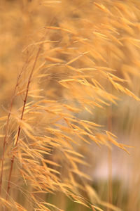 Close-up of plants