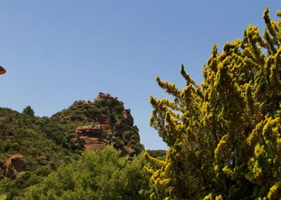 Trees and plants against clear blue sky