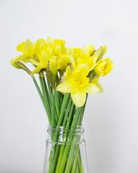 Close-up of flower over white background