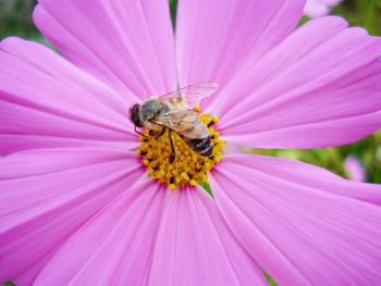 Close-up of bee on pink flower