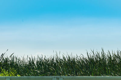 Scenic view of field against clear sky