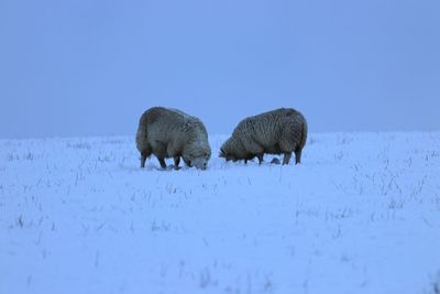 Sheep on snow field against clear sky