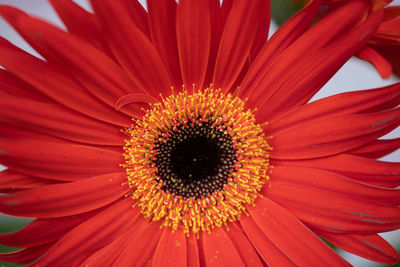 Close-up of red gerbera daisy