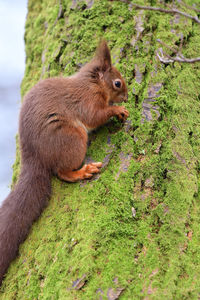 Red squirrel sitting on a tree trunk while eating a nut 