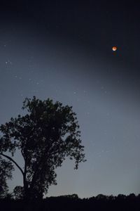 Low angle view of trees against star field