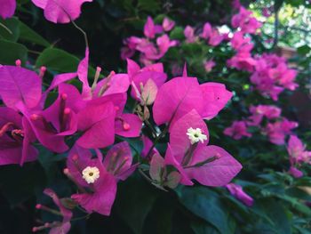 Close-up of pink flower