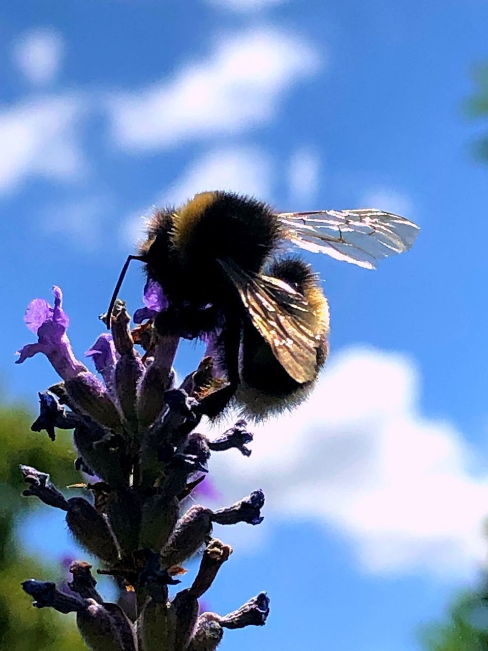 CLOSE-UP OF HONEY BEE POLLINATING FLOWER