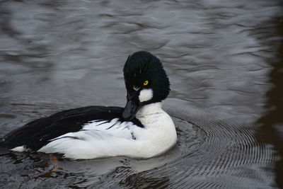 Close-up of duck swimming in lake