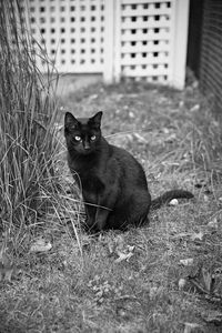 Portrait of black cat sitting on land