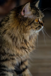 Close-up of a cat looking away