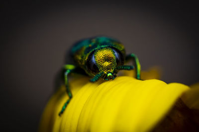 Close-up of insect on yellow flower