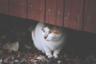 Cat looking away against wooden wall