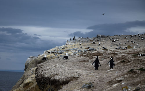 Birds on rock formation at magdalena island against sky