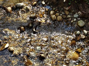 High angle view of crab on shore