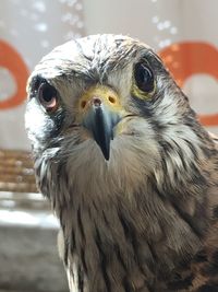 Close-up portrait of hawk