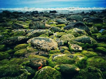 Plants growing on rocks