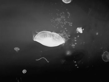 View of jellyfish swimming in sea